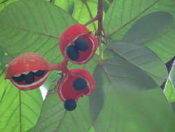 Imagem de Sterculia cordata Bl.