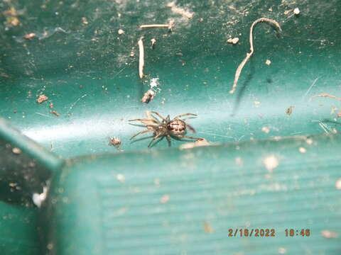 Image of Marbled Cobweb Spider