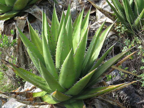 Image of Agave angustiarum Trel.