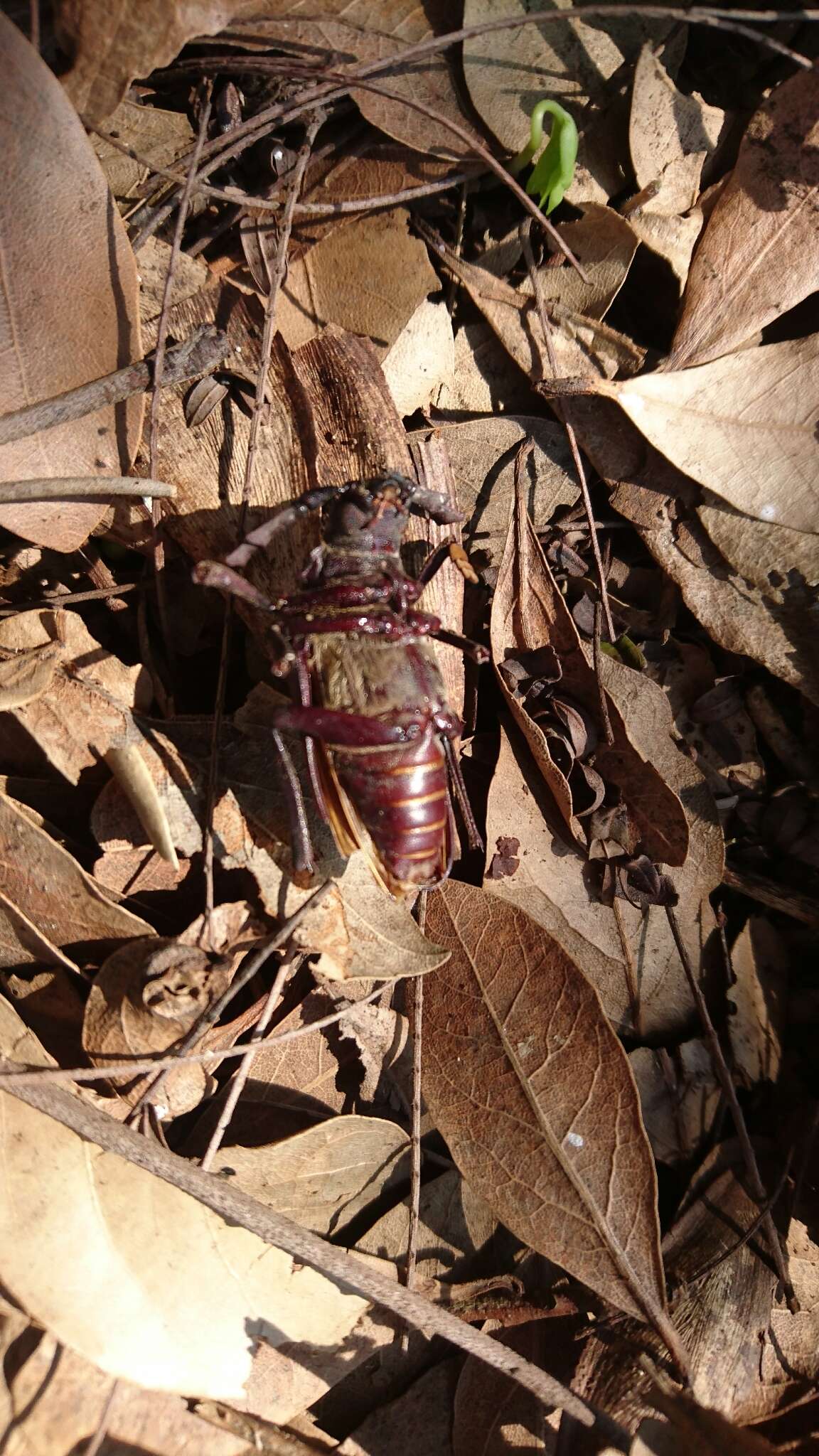 Image of Mesoprionus besikanus (Fairmaire 1855)