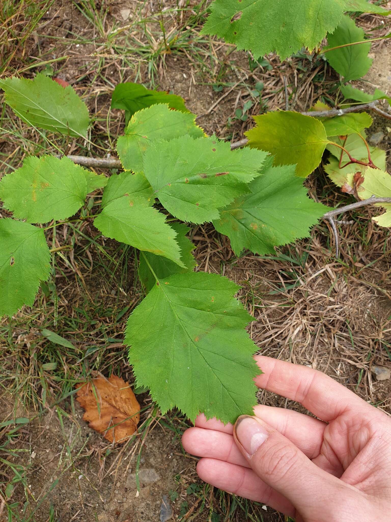 Sivun Crataegus holmesiana Ashe kuva