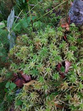 Слика од Sphagnum centrale C. E. O. Jensen 1896