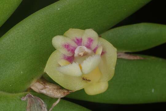 Image de Dendrobium grande Hook. fil.