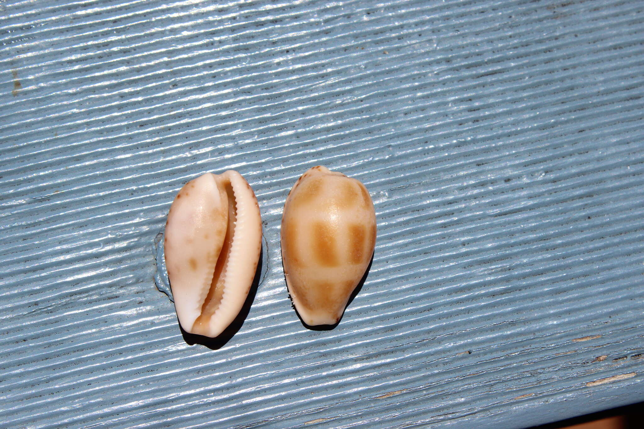 Image of Notocypraea piperita (Gray 1825)