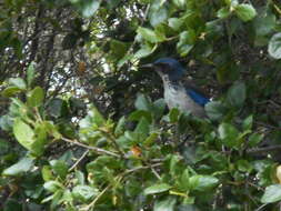 Image of Island Scrub Jay