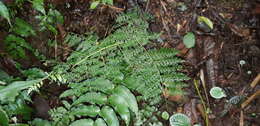 Image de Athyrium ferulaceum (T. Moore ex Hook.) H. Christ