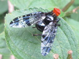 Image of Prosthiochaeta bifasciata Hara 1987