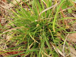 Image of Ross' Sedge