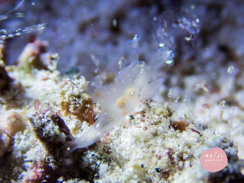 Image of Iridescent nudibranch