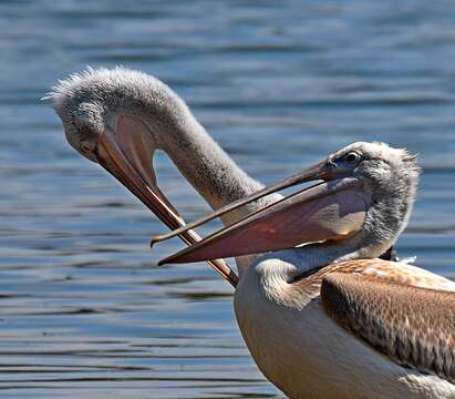 Image of Dalmatian Pelican