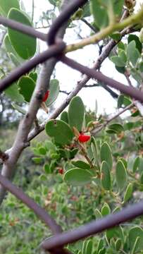 Image of Tricerma vitis-idaeum (Griseb.) Lundell