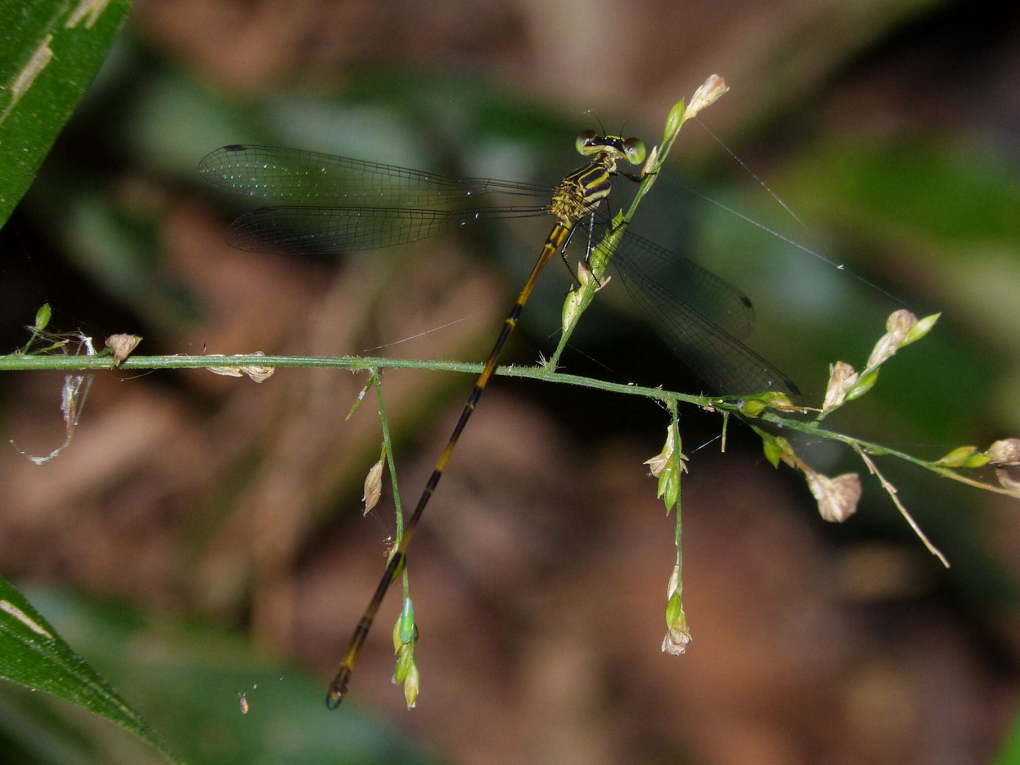 Image of Heteragrion mitratum Williamson 1919