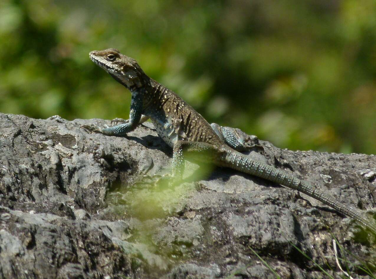 Image of Kashmir Rock Agama