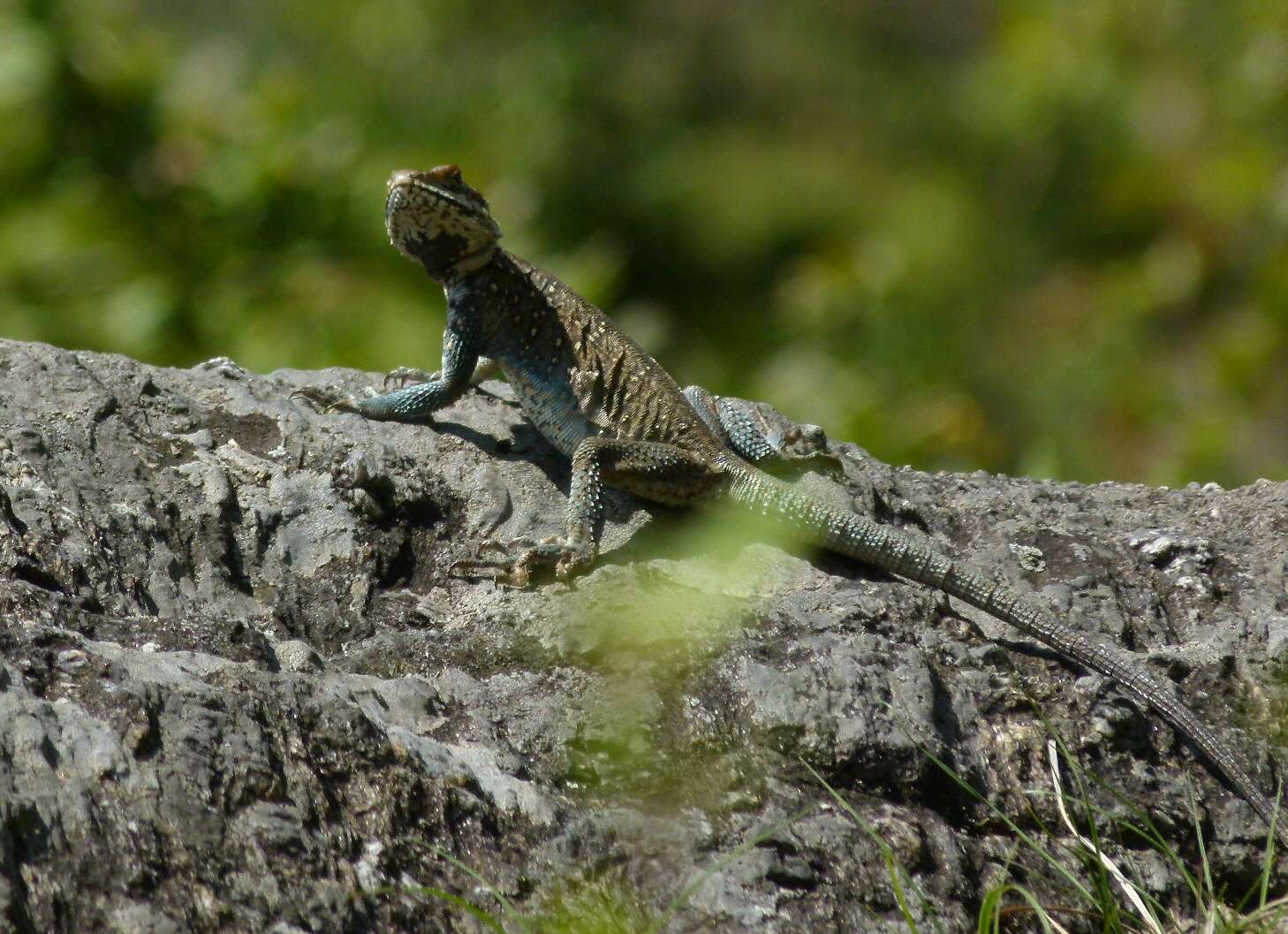 Image of Kashmir Rock Agama