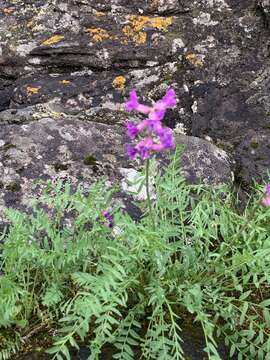 Слика од Oxytropis campestris var. johannensis Fernald