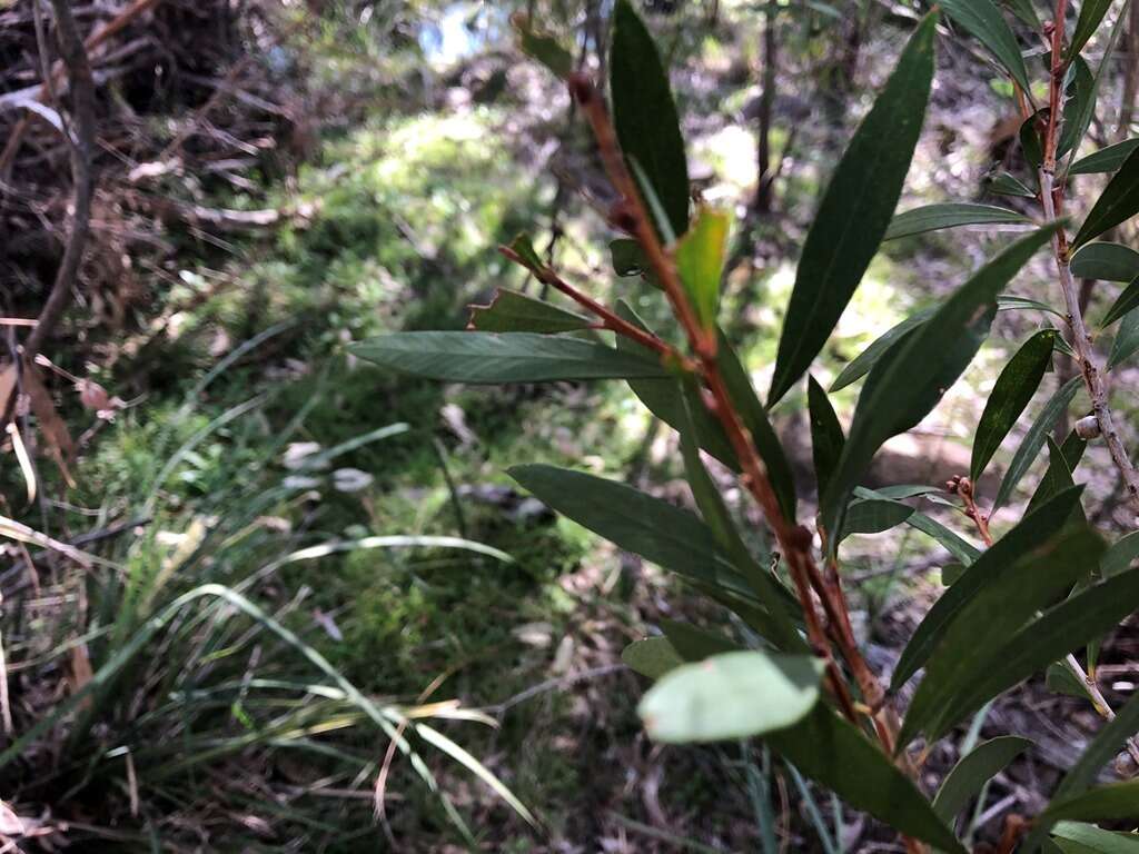 صورة Callistemon flavovirens (Cheel) Cheel