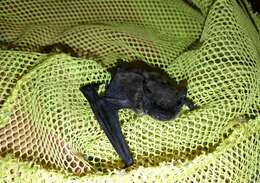 Image de Pipistrelle de Savi