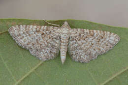 Image of Eupithecia cuculliaria Rebel 1907