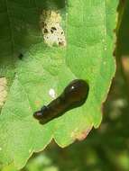 Image of Cherry slug