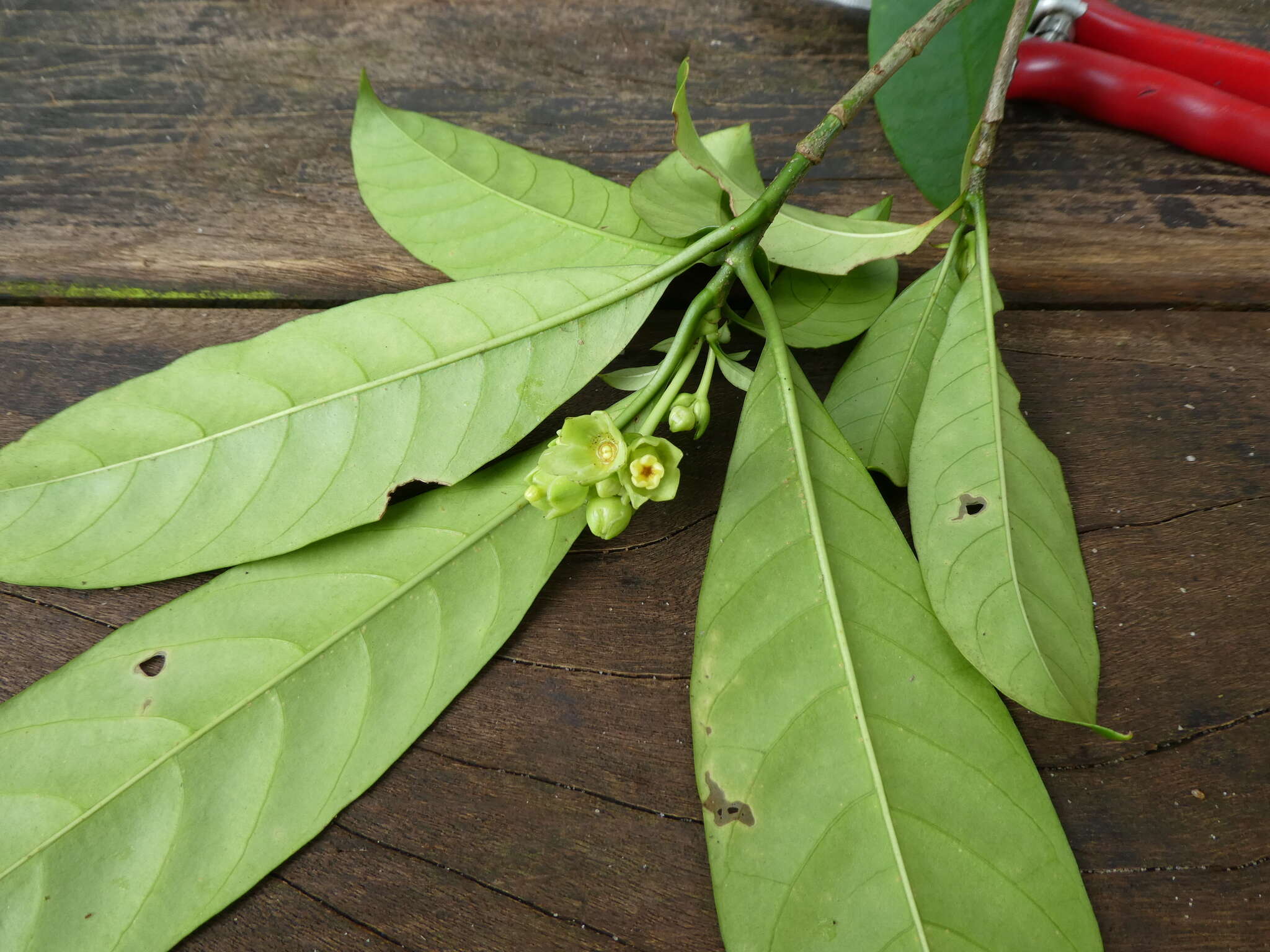 Image of Voacanga bracteata Stapf