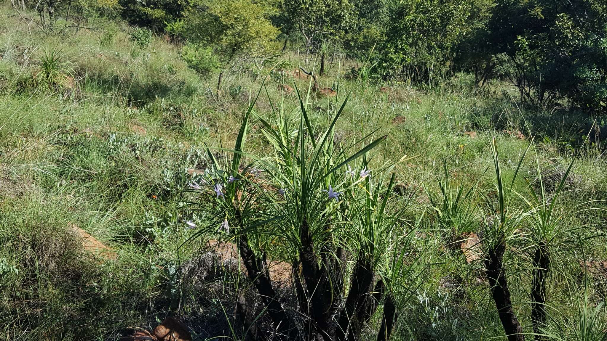 Image of Xerophyta retinervis var. retinervis