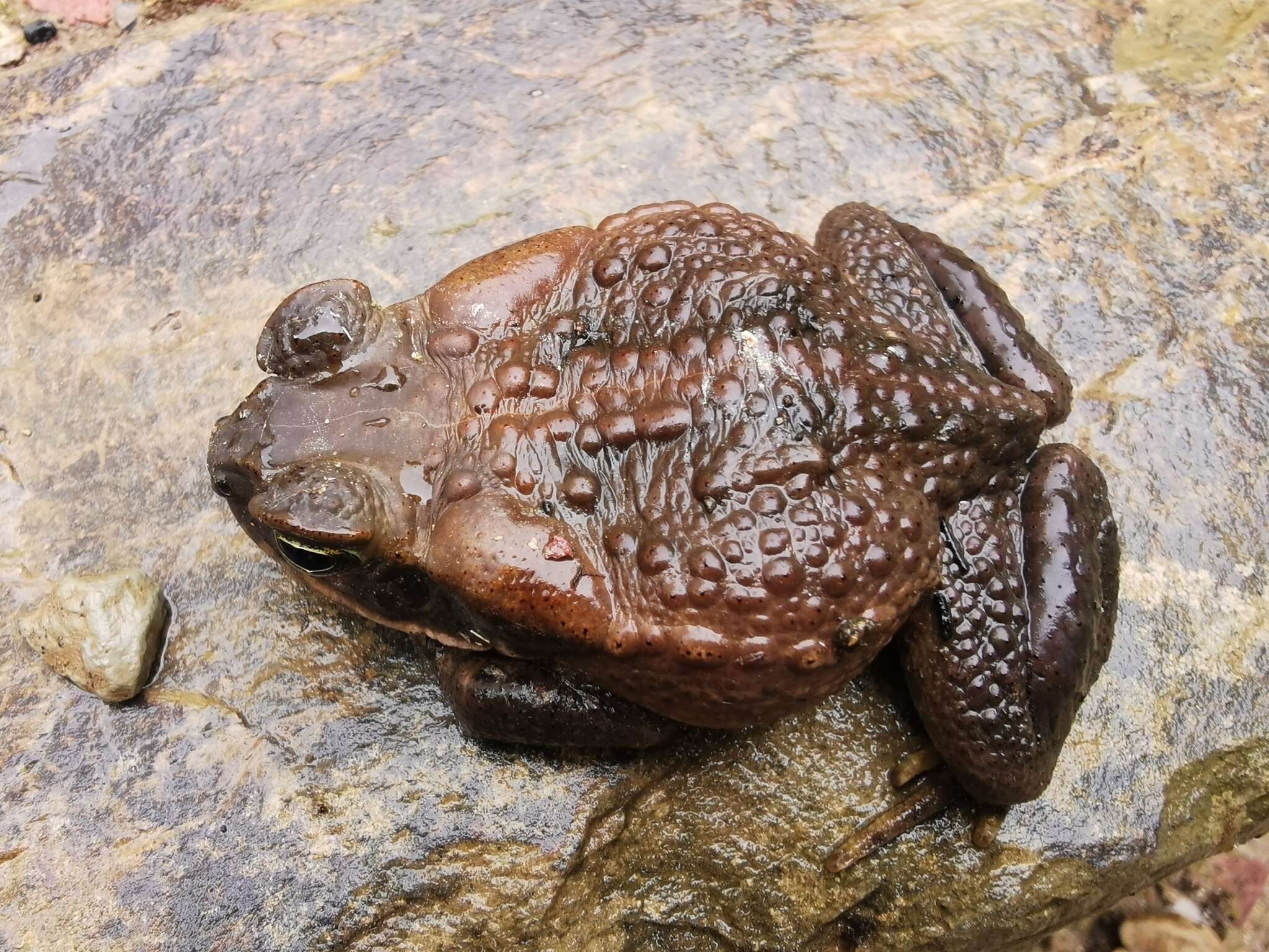 Rhinella poeppigii (Tschudi 1845)的圖片