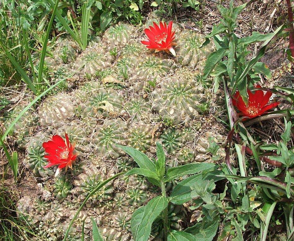 Echinopsis hertrichiana (Backeb.) D. R. Hunt resmi