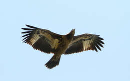 Image of Band-tailed Fish-eagle