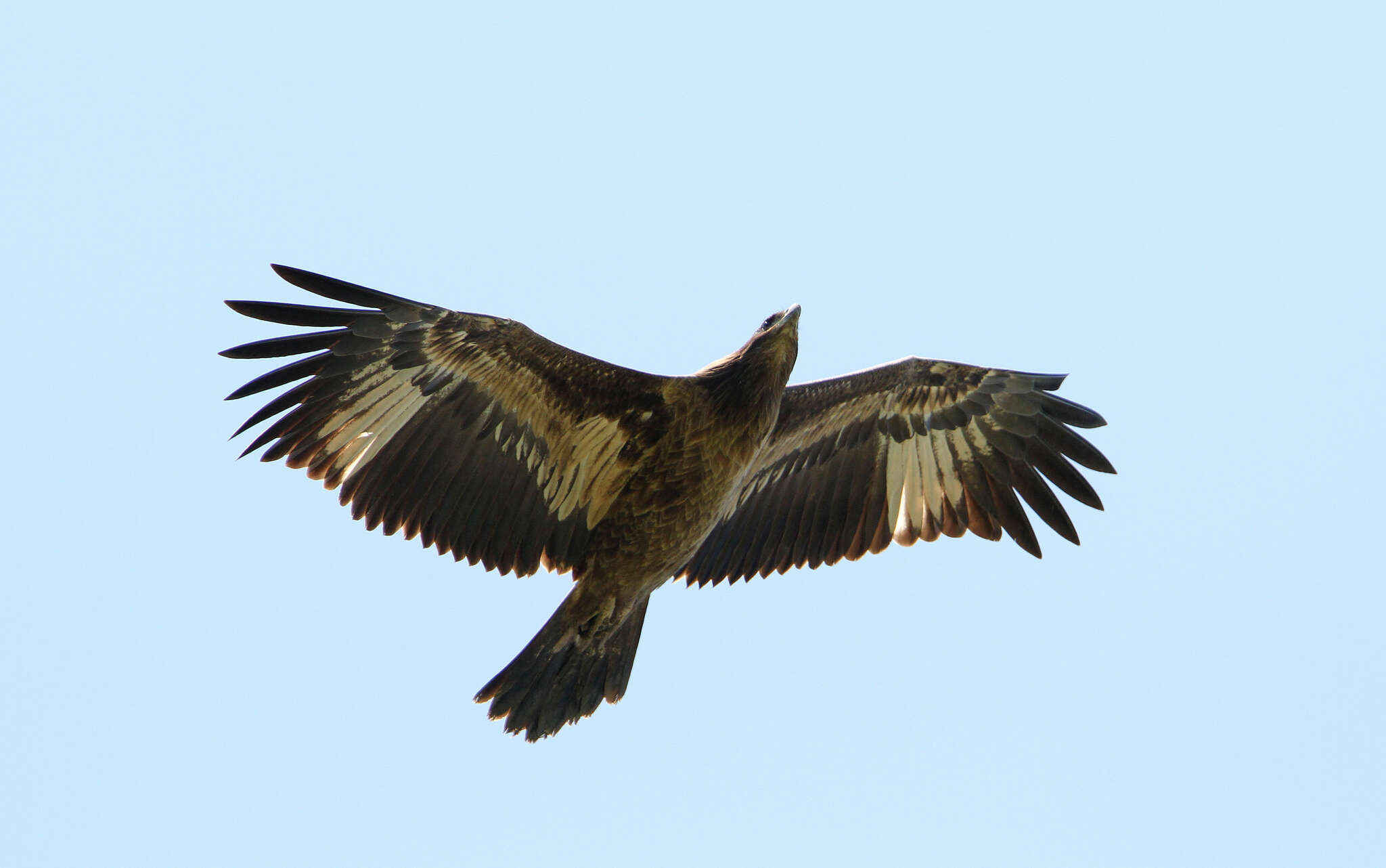 Image of Band-tailed Fish-eagle