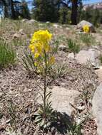 Image of sanddune wallflower