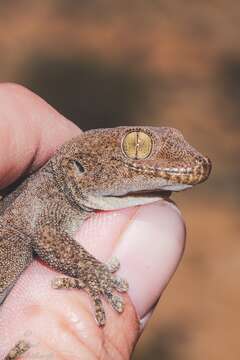 Image of Pachydactylus kladaroderma Branch, Bauer & Good 1996