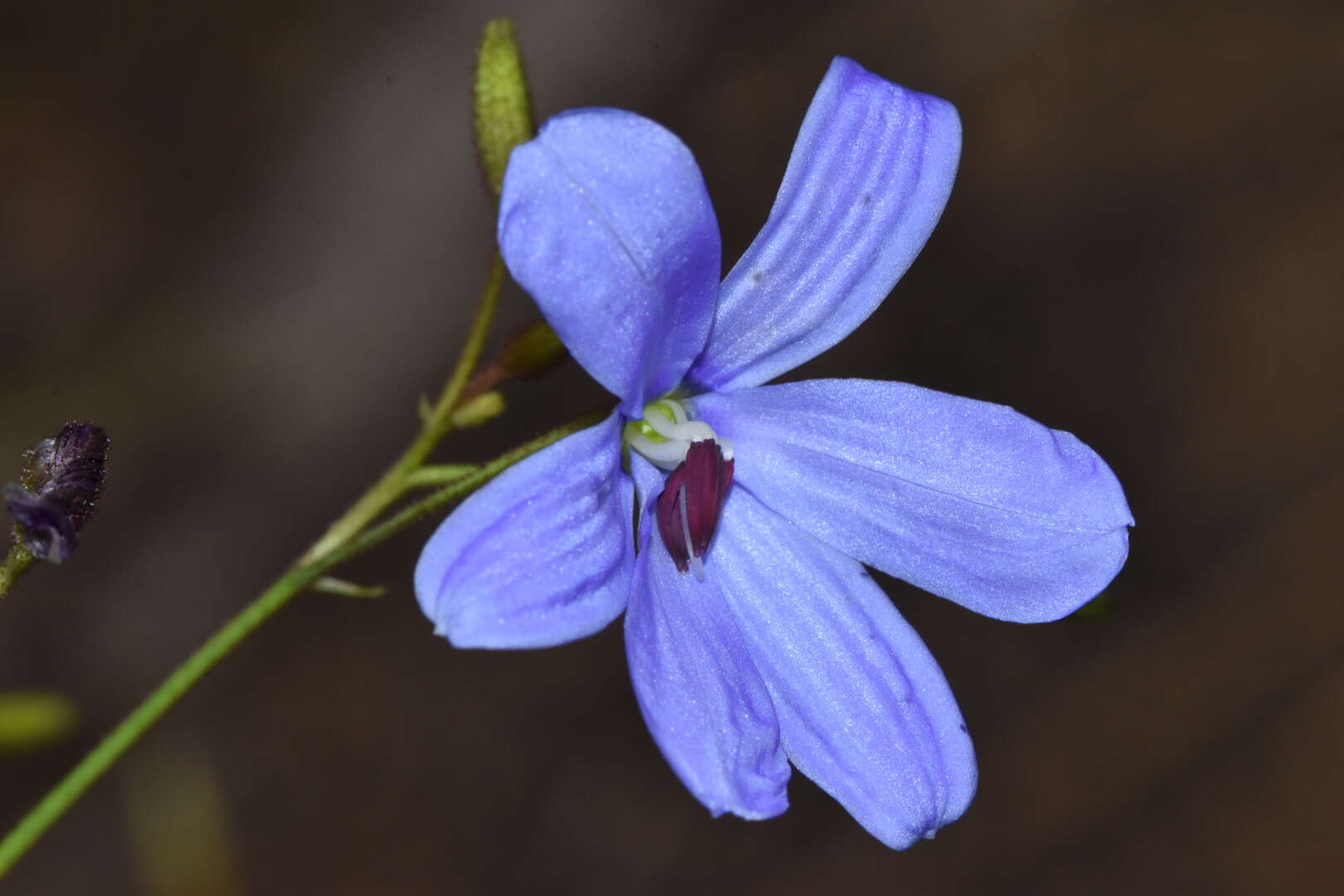 Image of Agrostocrinum hirsutum (Lindl.) Keighery