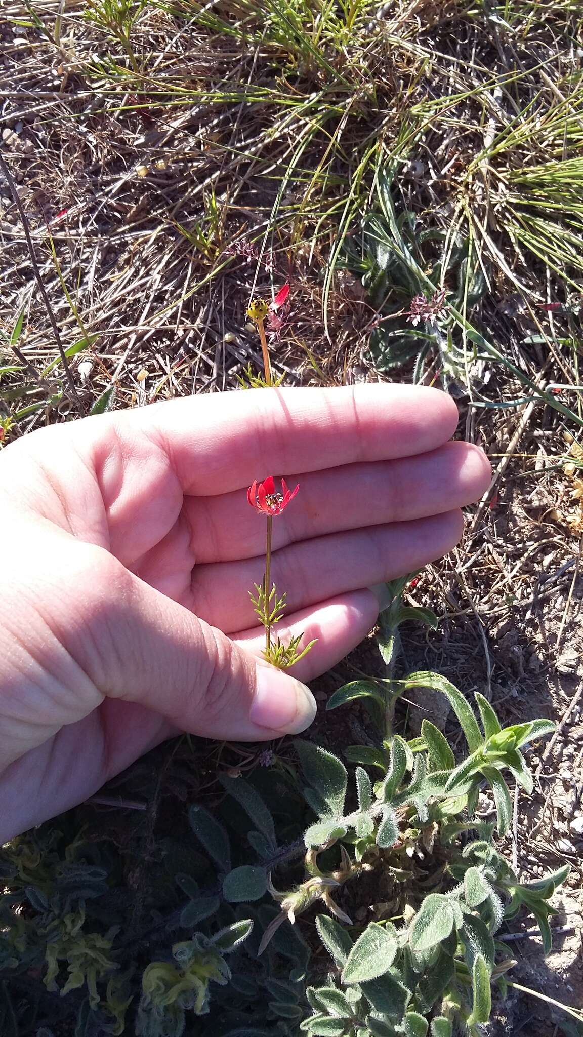 Image of flame adonis