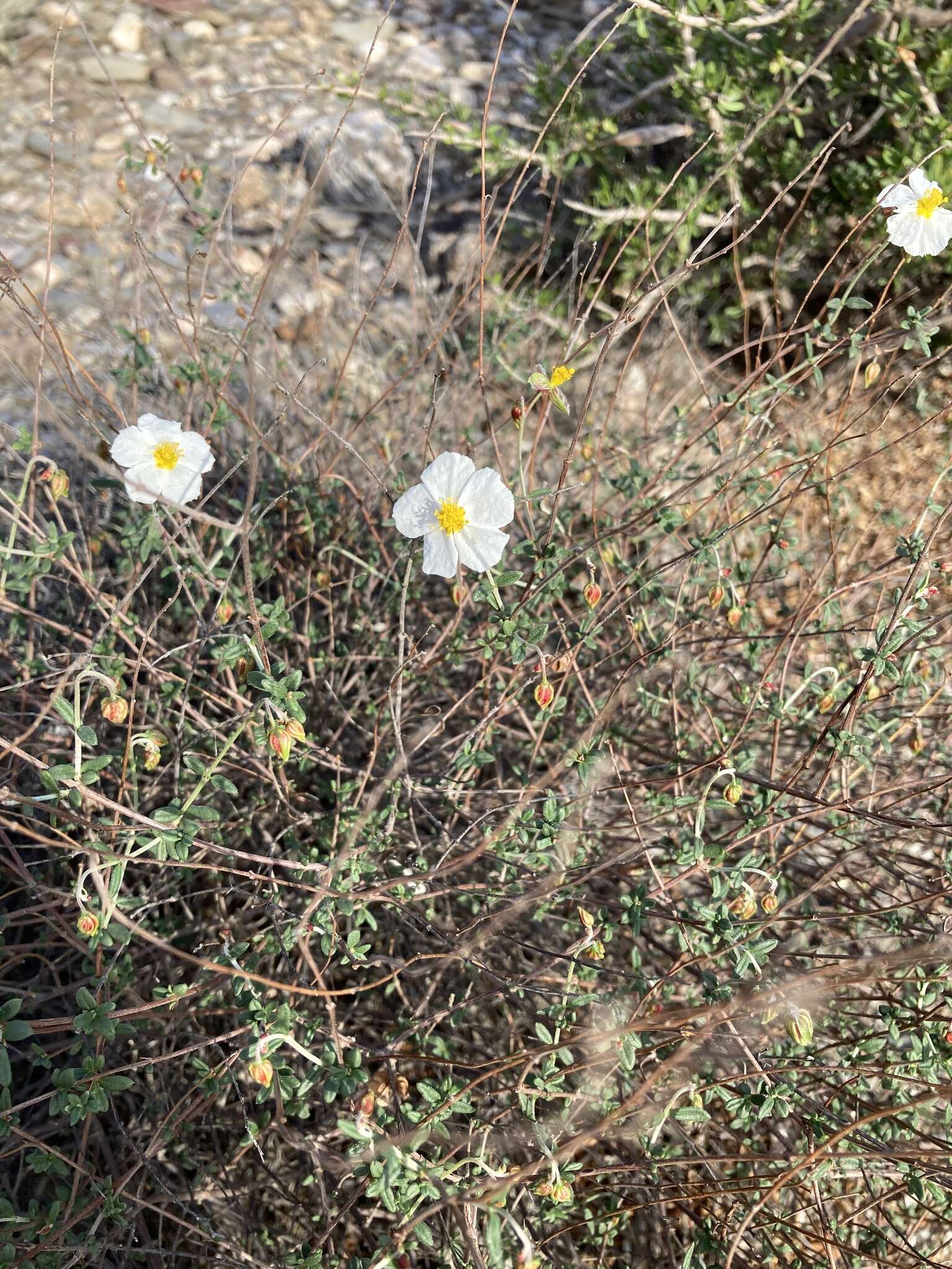 Image of Helianthemum almeriense Pau