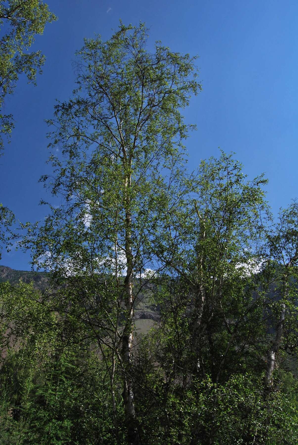 Imagem de Betula microphylla Bunge