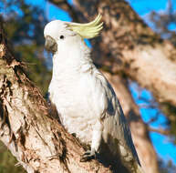 Image of Sulphur-crested Cockatoo