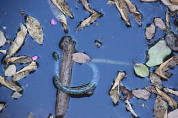 Image of Zambezi Blind Snake