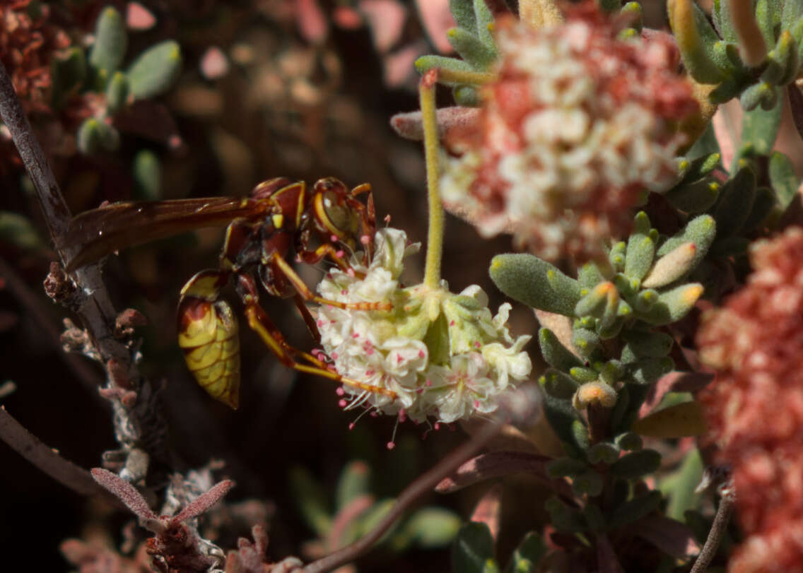 Image of Polistes dorsalis californicus Bohart 1949