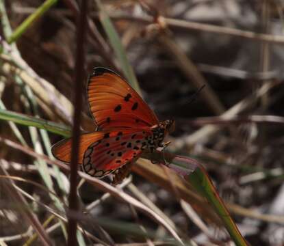 Image of Acraea acrita Hewitson 1865