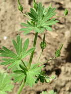 Image of Small-flowered Cranesbill