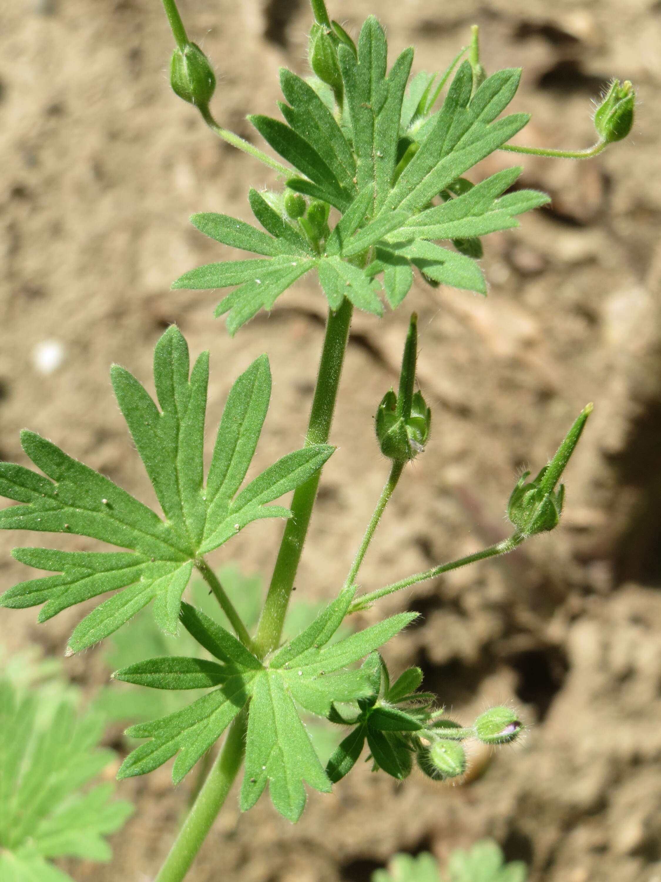 Image of Small-flowered Cranesbill