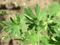 Image of Small-flowered Cranesbill