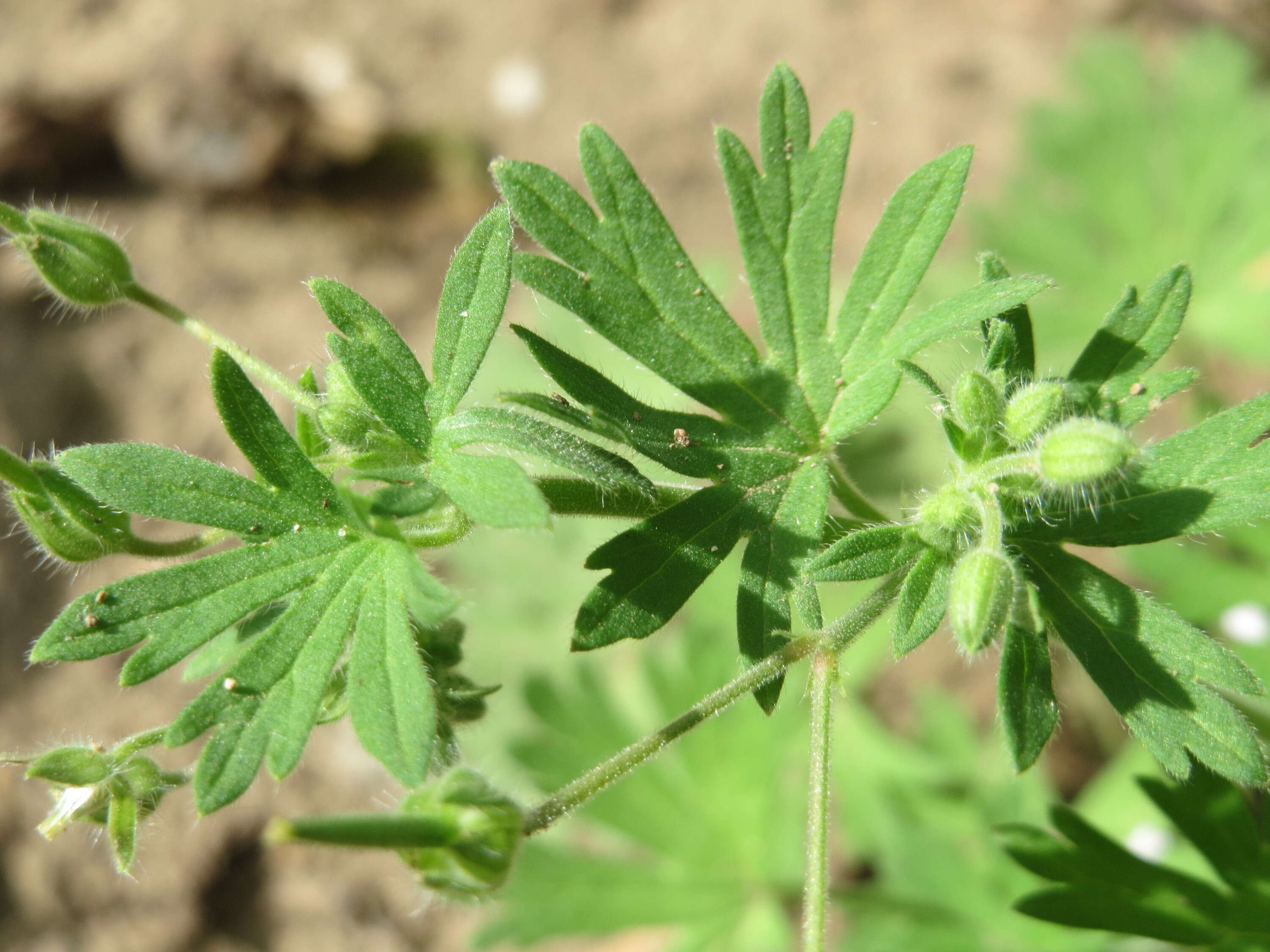 Imagem de Geranium pusillum L.