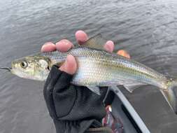 Image of Skipjack Herring