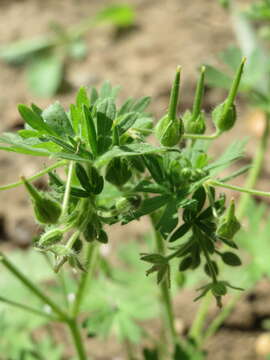 Image of Small-flowered Cranesbill