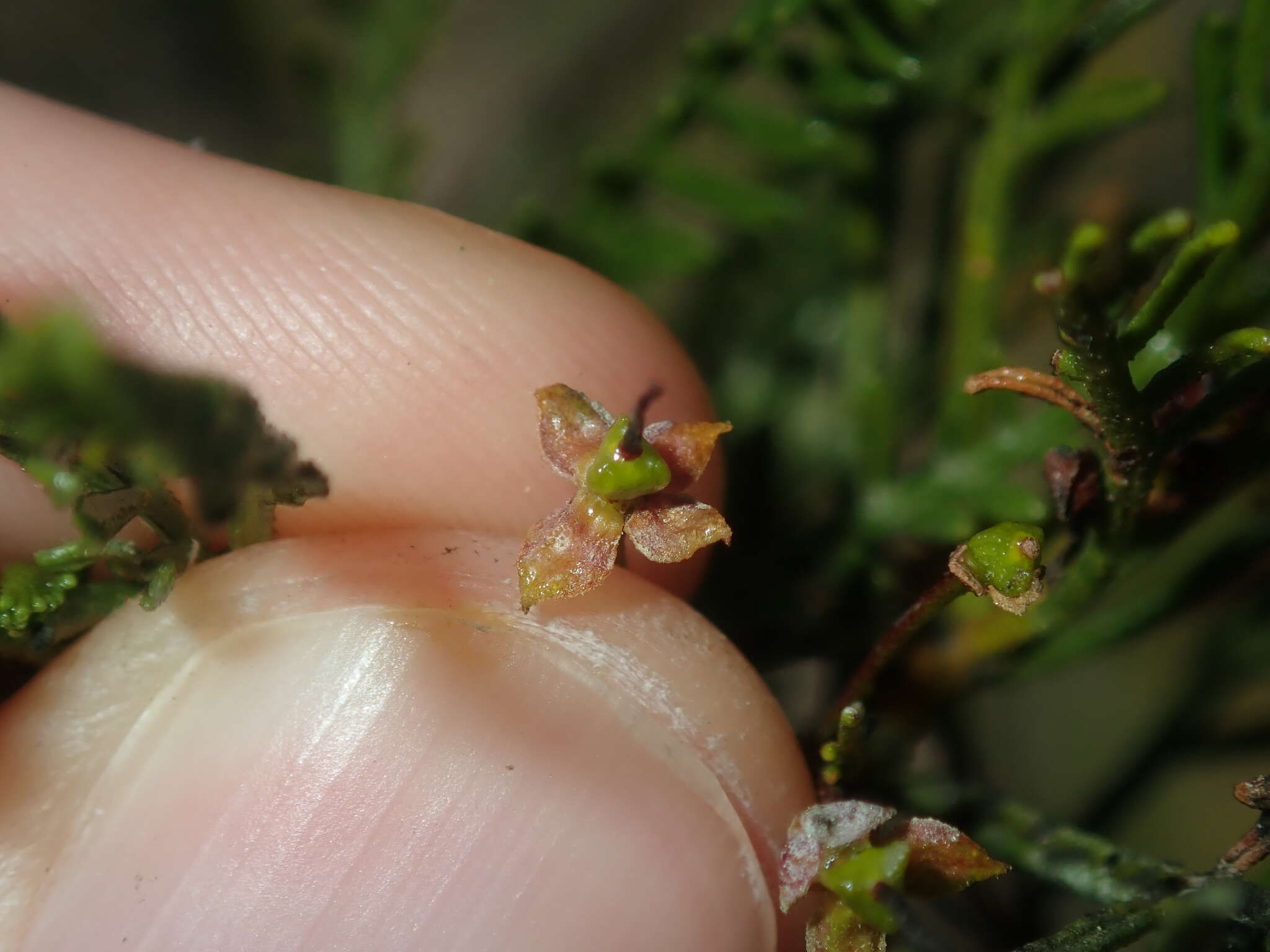 Image of Dodonaea inaequifolia Turcz.