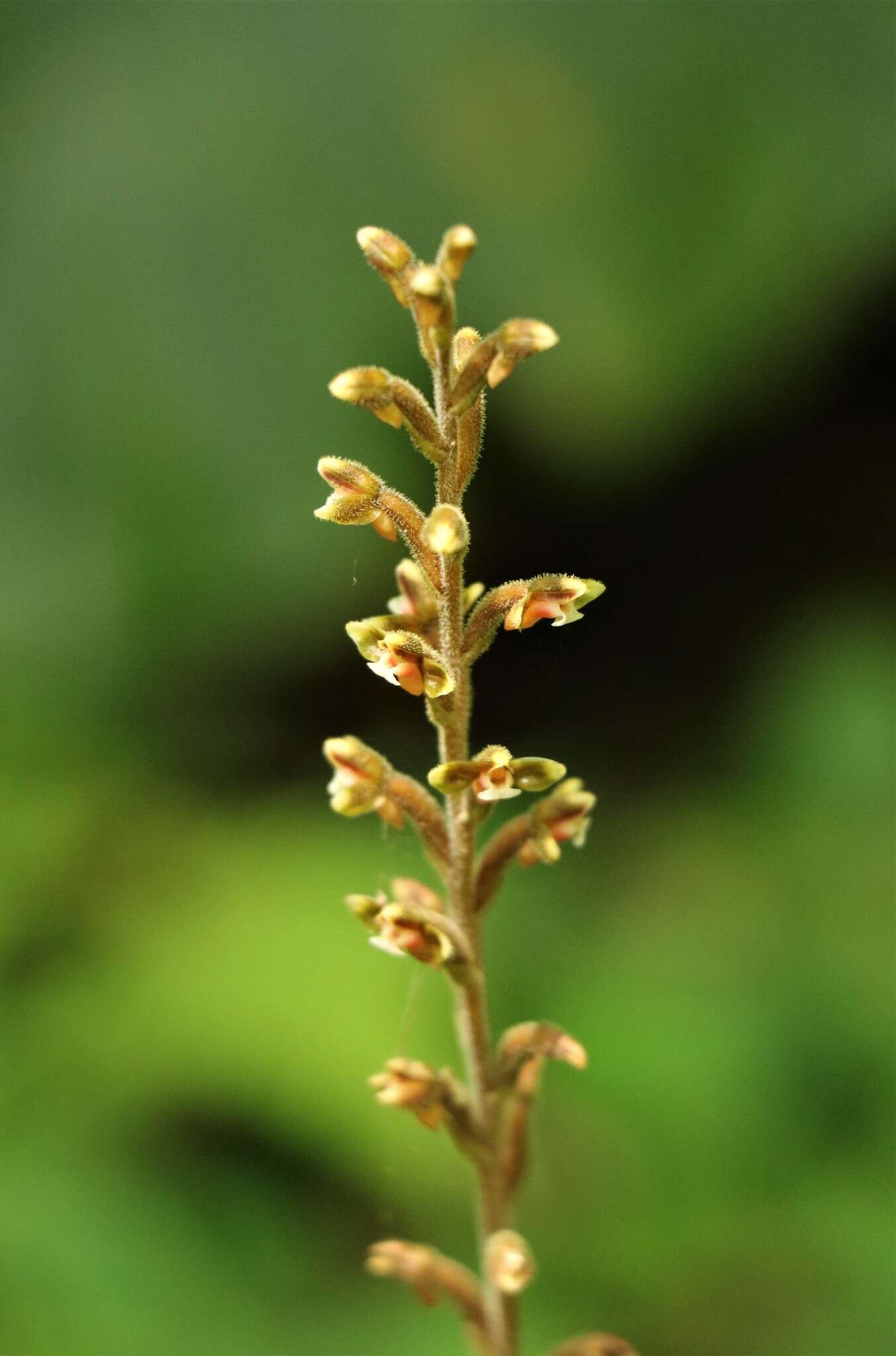 Imagem de Erythrodes chinensis (Rolfe) Schltr.