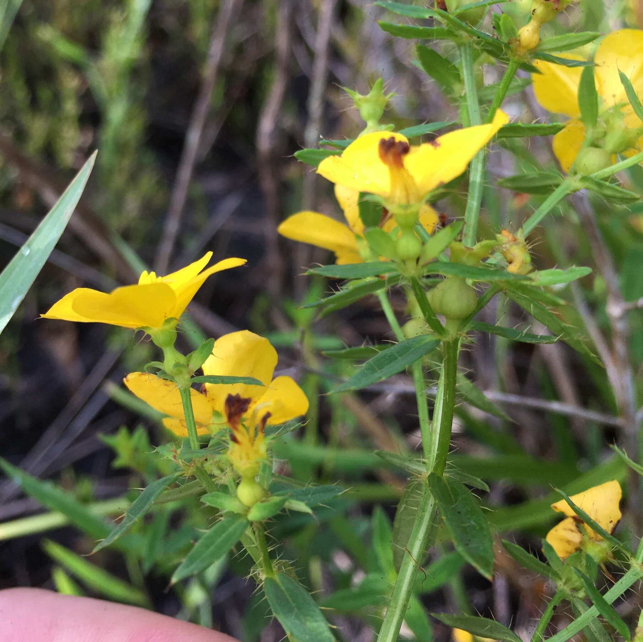 Image of Yellow Meadow-Beauty