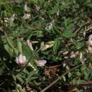 Astragalus robbinsii var. occidentalis S. Wats.的圖片