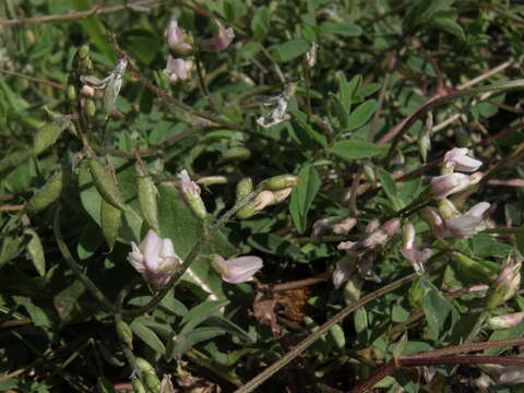 Astragalus robbinsii var. occidentalis S. Wats.的圖片